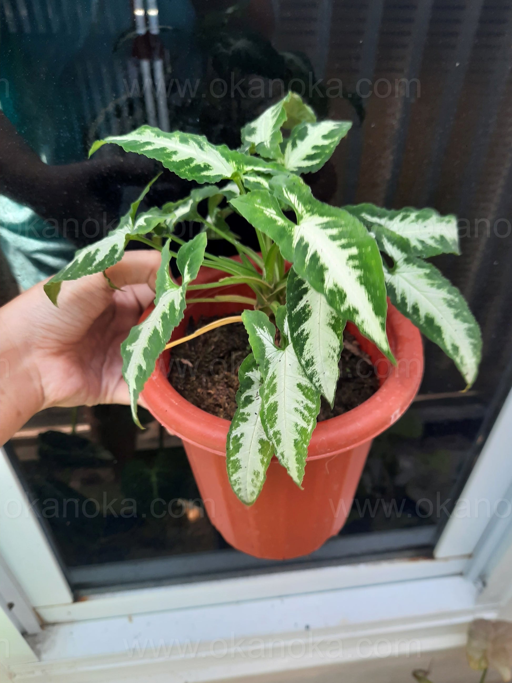 Top view of Syngonium Goosefoot live plant in a pot, highlighting detailed foliage for tropical indoor décor