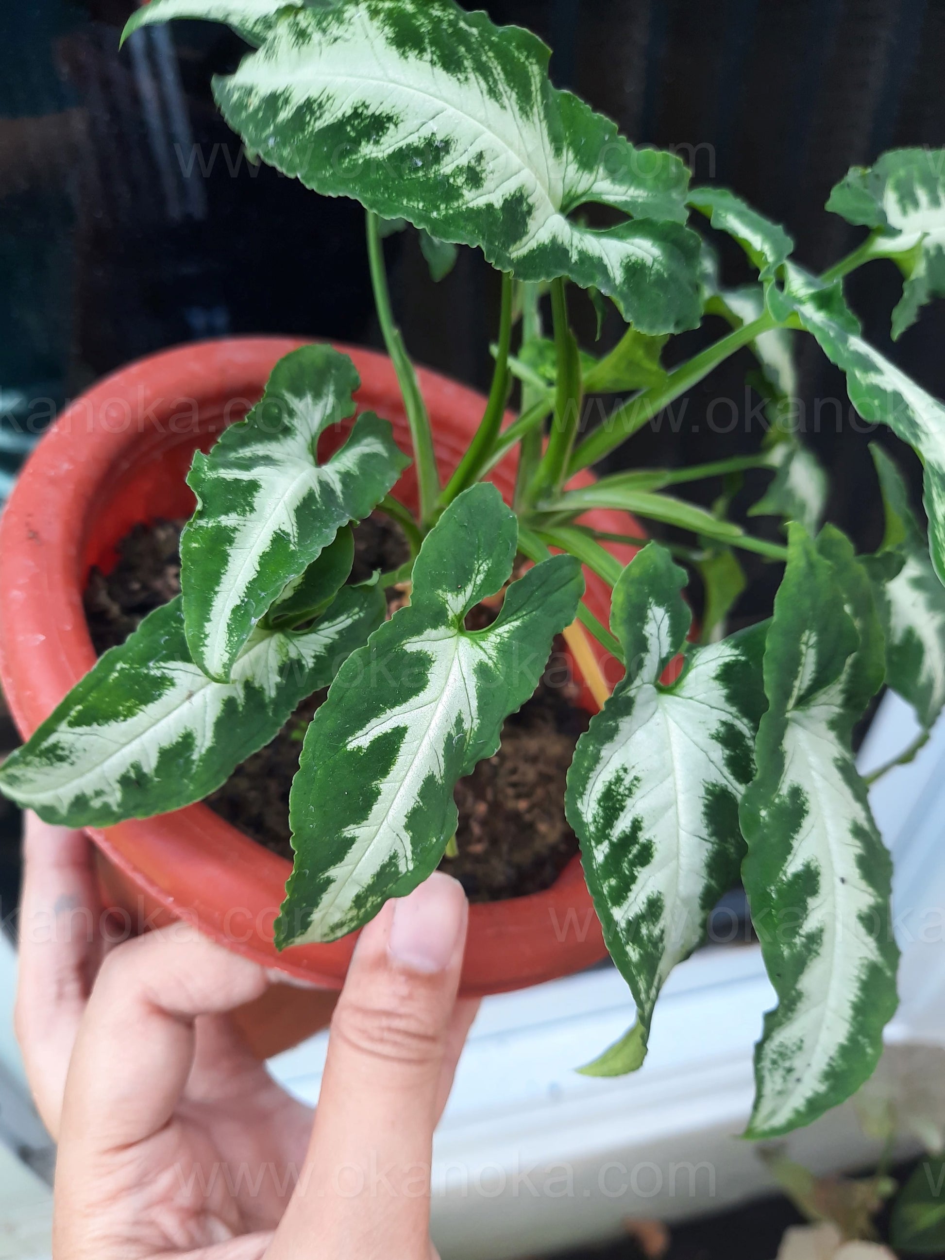 Healthy Syngonium Goosefoot plant with multiple leaves, hand-held to show size and structure for indoor gardening inspiration