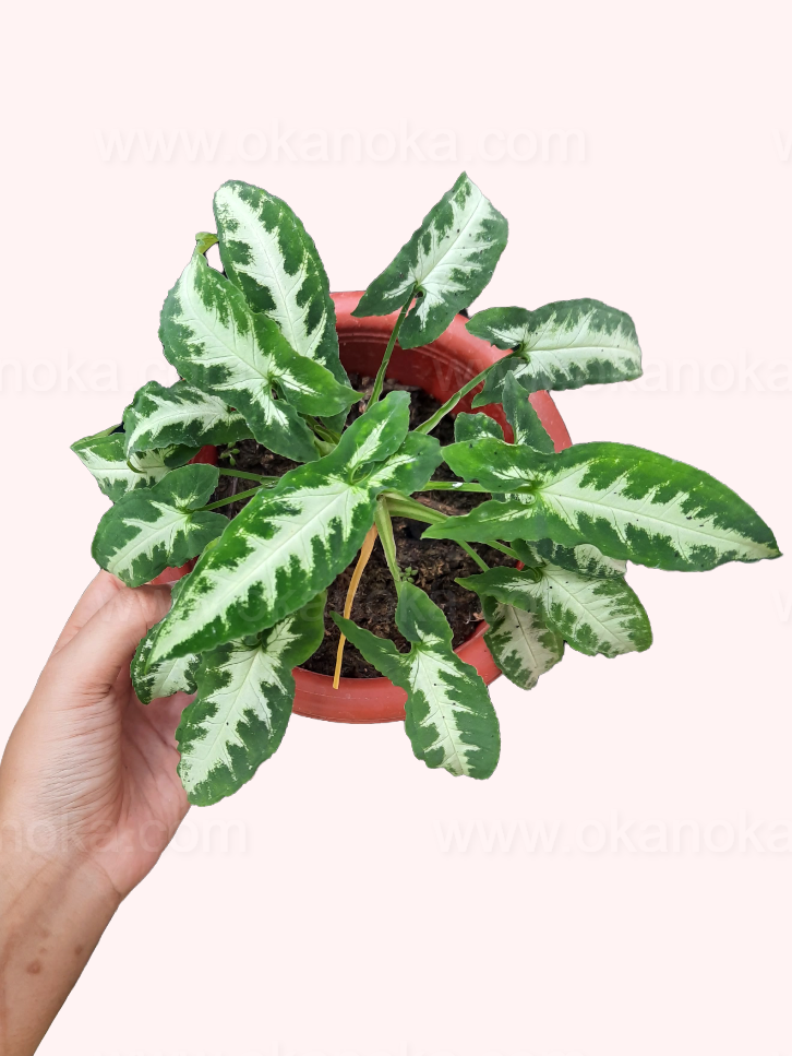 Hand-held Syngonium Goosefoot Green Velvet showing vibrant green leaves in a small red pot, perfect for indoor decoration.