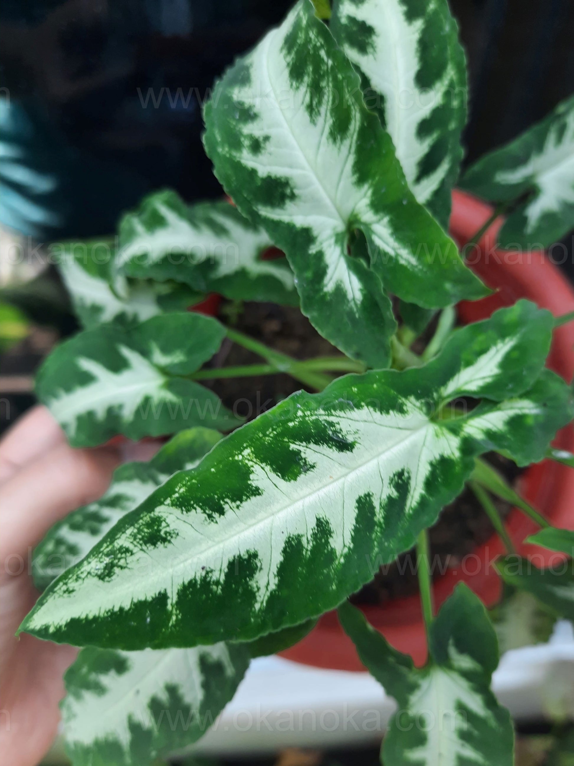 Close-up view of Syngonium Goosefoot Green Velvet leaf patterns with lush variegation, ideal for home plant display