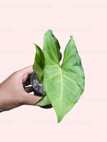 Hand holding Syngonium Green Beauty with visible variegation in soft natural light.