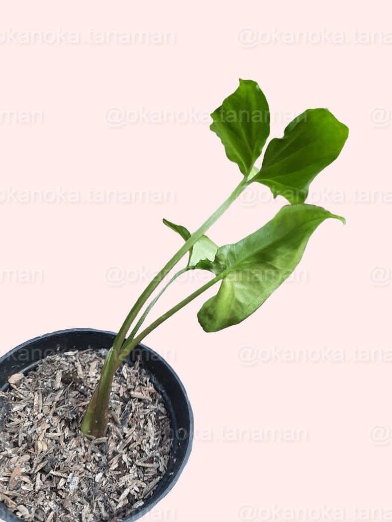 Syngonium Green Beauty with twisted leaves placed on tabletop to show aesthetic appeal.