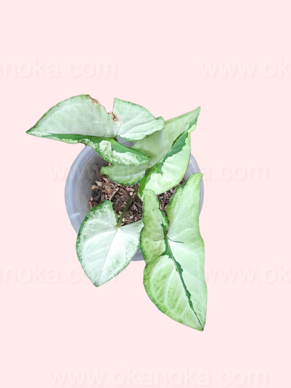 Young Syngonium Green Beauty with emerging leaves in bright green variegation.