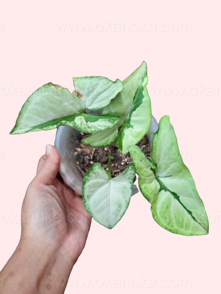 Display of Syngonium Green Beauty on hand showing plant height and leaf structure