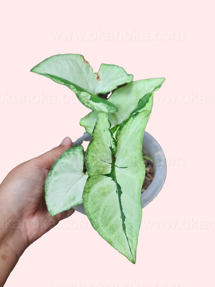 Syngonium Green Beauty live plant in nursery setting with healthy leaves