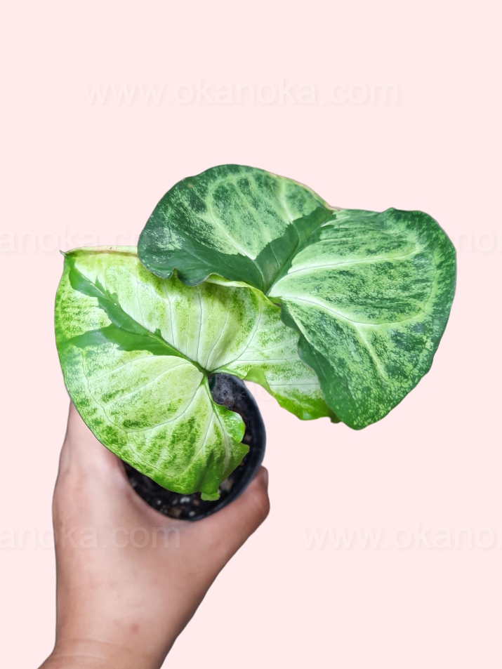 Syngonium Green Beauty in natural light with detailed leaf texture and coloration.