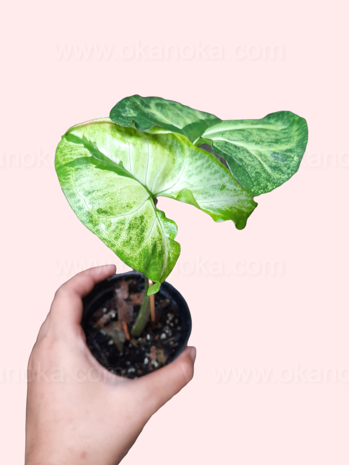 Multiple Syngonium Green Beauty plants arranged to show compact size and leaf pattern.