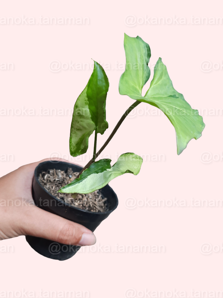 Multiple Syngonium Green Beauty plants arranged to show compact size and leaf pattern.
