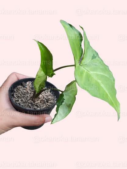 Individual leaf shot showing twisted variegated shape and vibrant green hues.