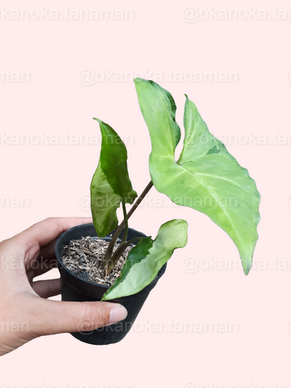 Syngonium Green Beauty in a small indoor planter, highlighting overall foliage structure.