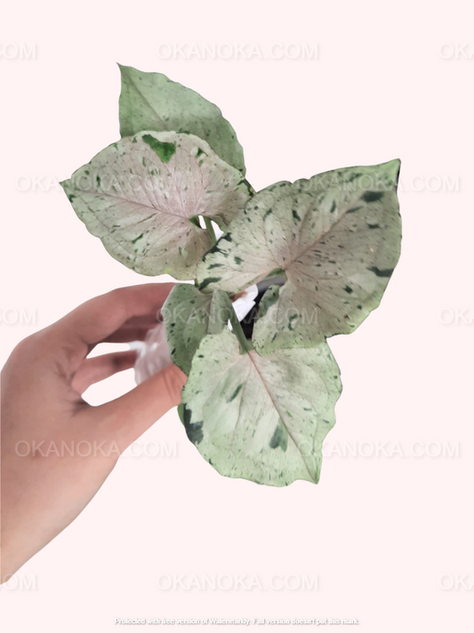 Hand holding a Syngonium Green Splash a.k.a Grey Ghost with variegated green and silvery leaves in pot