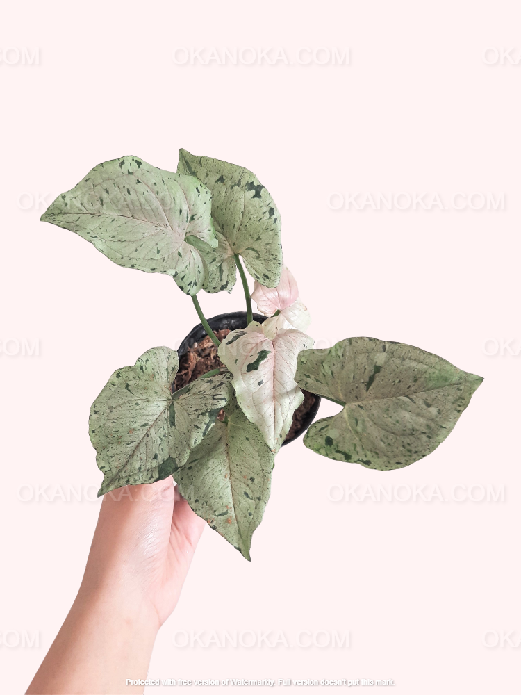 Close-up of Syngonium Green Splash showing distinct marbling patterns on arrow-shaped leaves