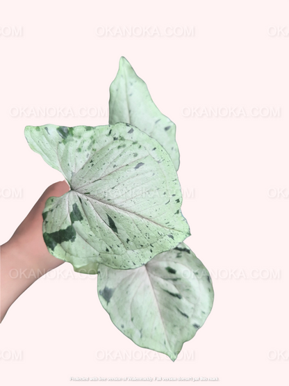 Syngonium Green Splash a.k.a Grey Ghost displayed in a home setting highlighting its vibrant foliage
