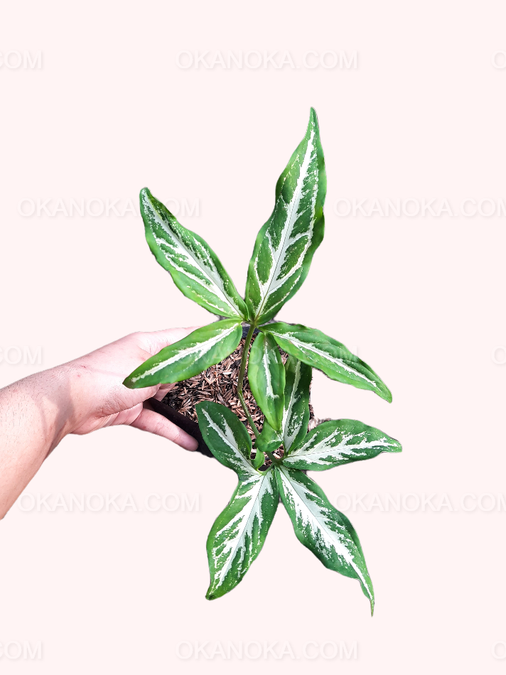Side view of Syngonium Little Star / Angustatum leaves showing cascading growth and variegation patterns.
