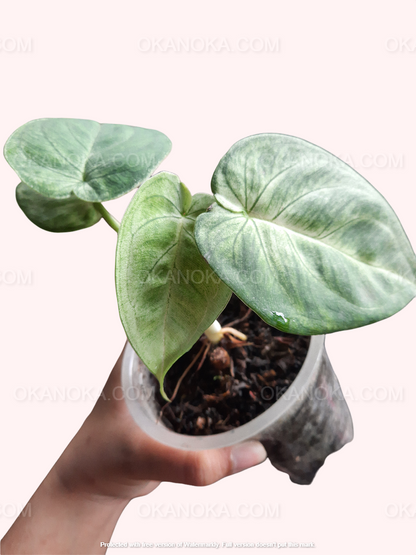 Syngonium Macrophyllum Frosted Heart – top-down view highlighting icy, unique variegation patterns on vibrant green leaves.