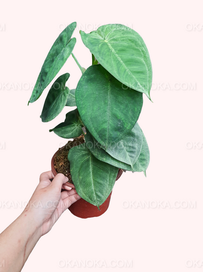Syngonium Macrophyllum Frosted Heart – young live plant in a pot, ideal as a stylish indoor tropical houseplant.