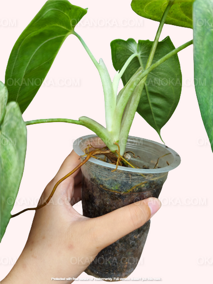 Syngonium Macrophyllum Frosted Heart – heart-shaped leaves with icy silver variegation in hand, showing size and pattern.