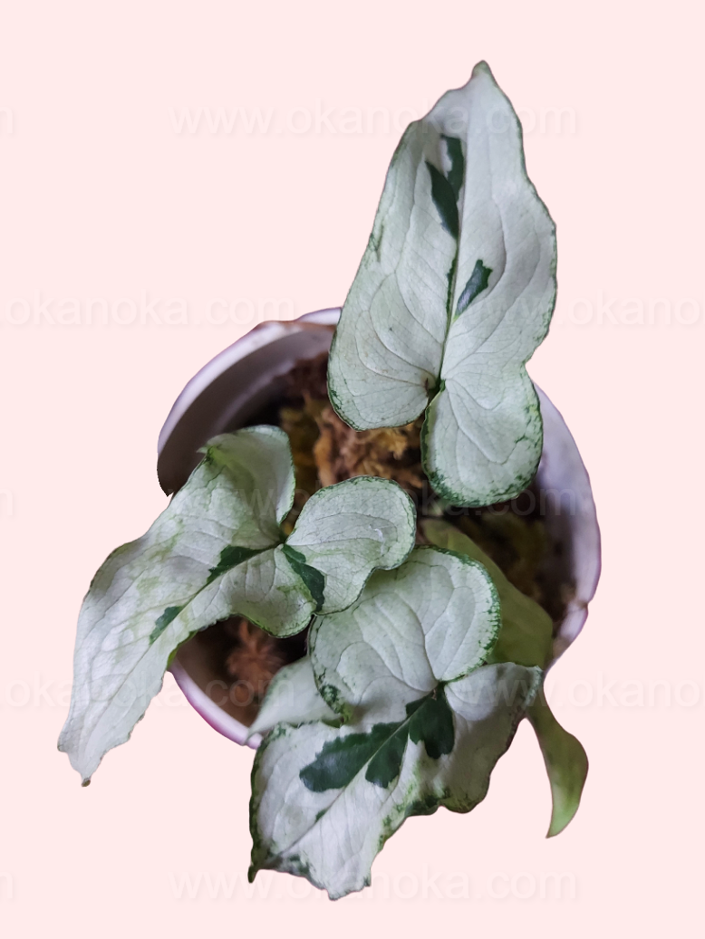Close-up of Syngonium Majesty foliage with distinctive variegation pattern
