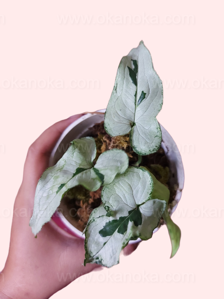 Syngonium Majesty potted plant showing multiple healthy stems and leaves
