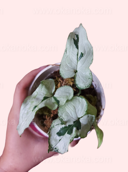 Syngonium Majesty potted plant showing multiple healthy stems and leaves