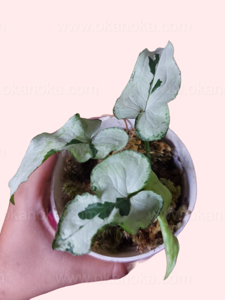 Syngonium Majesty live plant with variegated arrow-shaped leaves in a small pot held by hand