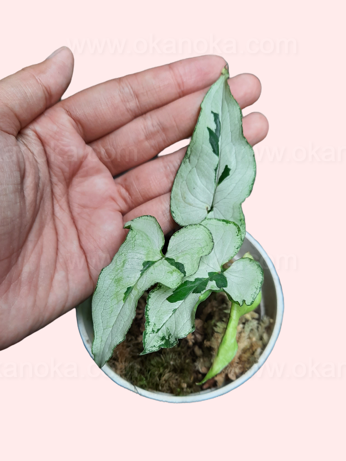 Top view of Syngonium Majesty showing silver-green variegated tropical leaves