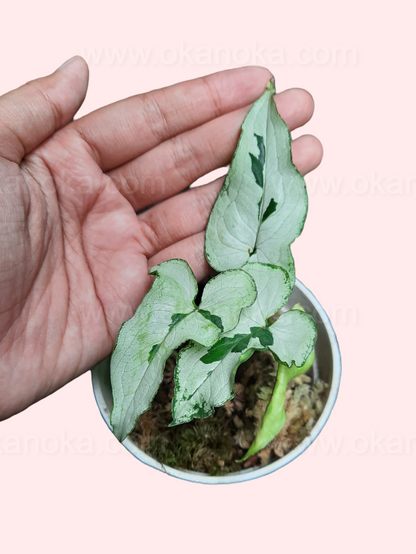 Top view of Syngonium Majesty showing silver-green variegated tropical leaves