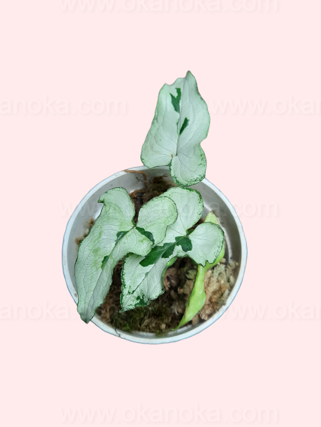 Syngonium Majesty live plant with silver-green variegated leaves, perfect for indoor decoration.