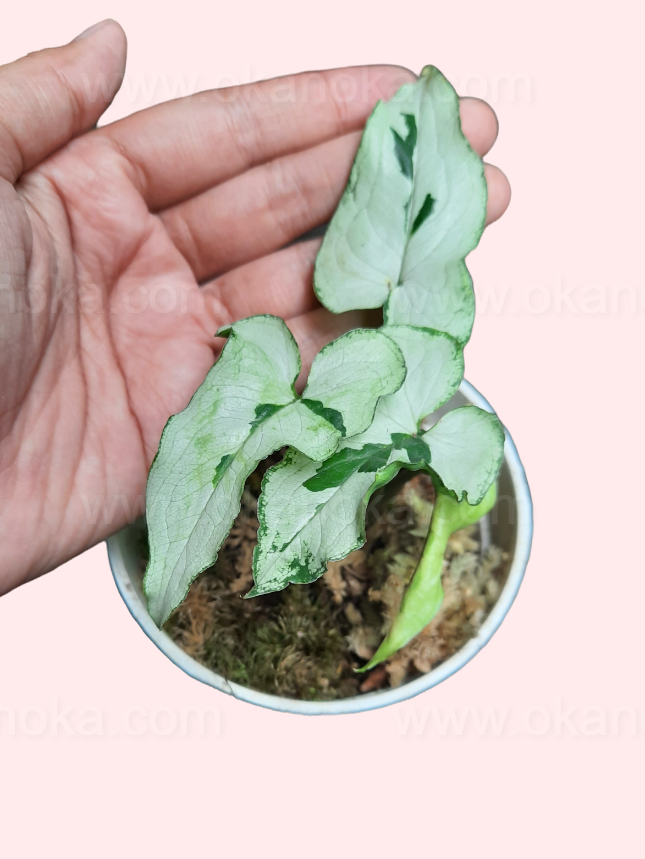 Potted Syngonium Majesty plant with multiple healthy stems and dense leaves