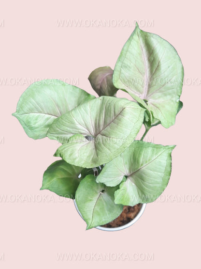 Top view of Syngonium Mango Allusion showing variegated green, pink, and cream foliage in a black pot.