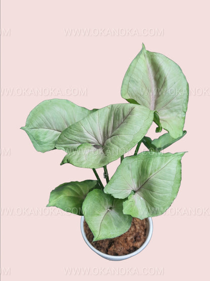 Syngonium Mango Allusion with multiple leaves in a decorative black pot, emphasizing natural growth and structure.