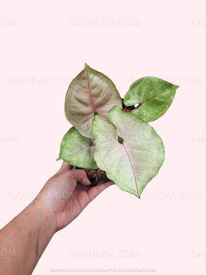 Hand holding Syngonium Mango Allusion highlighting its distinct leaf pattern and lush texture.