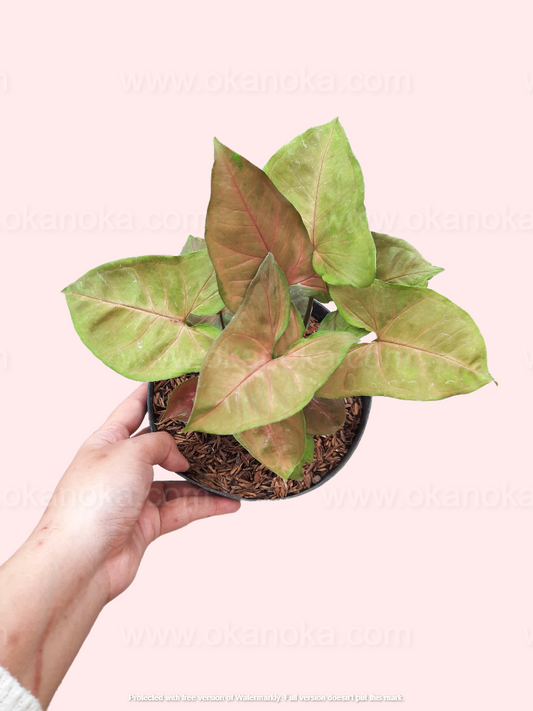 Top view of Syngonium Maria Allusion showing variegated green, pink, and cream leaves in a small pot.