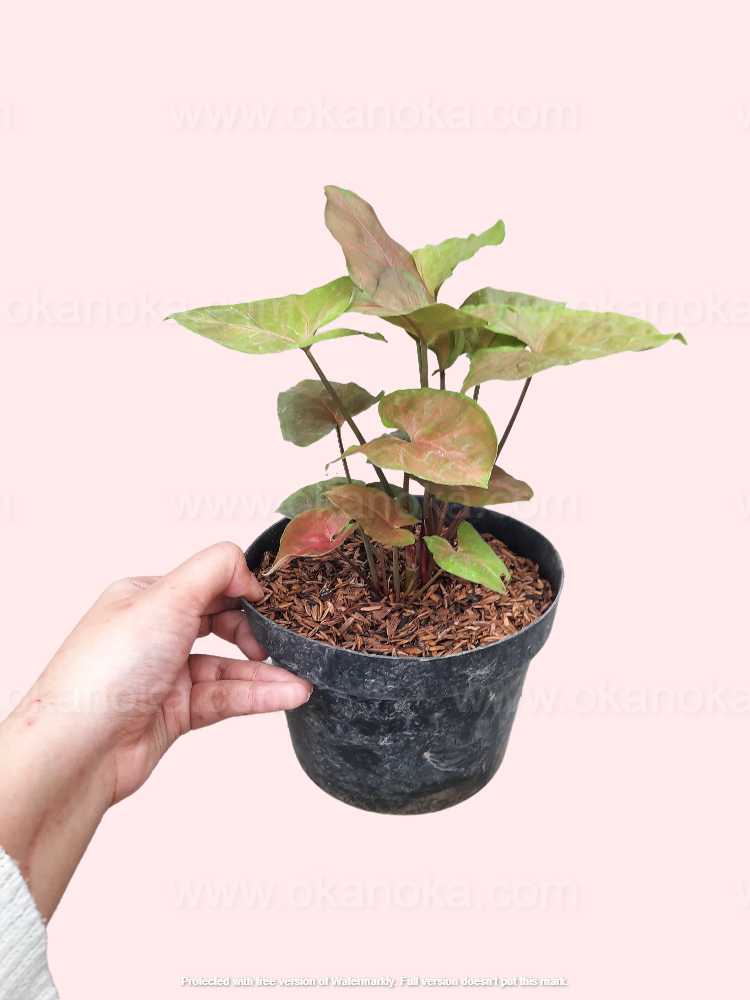 Hand holding Syngonium Maria Allusion to show plant size and leaf pattern details.