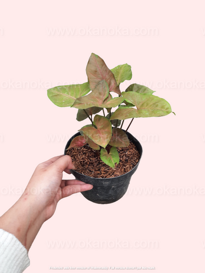 Side angle of Syngonium Maria Allusion with vibrant variegation on healthy foliage.