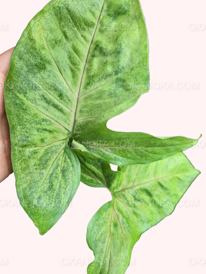 Syngonium Matcha full view showing vibrant green variegated leaves in a black pot.