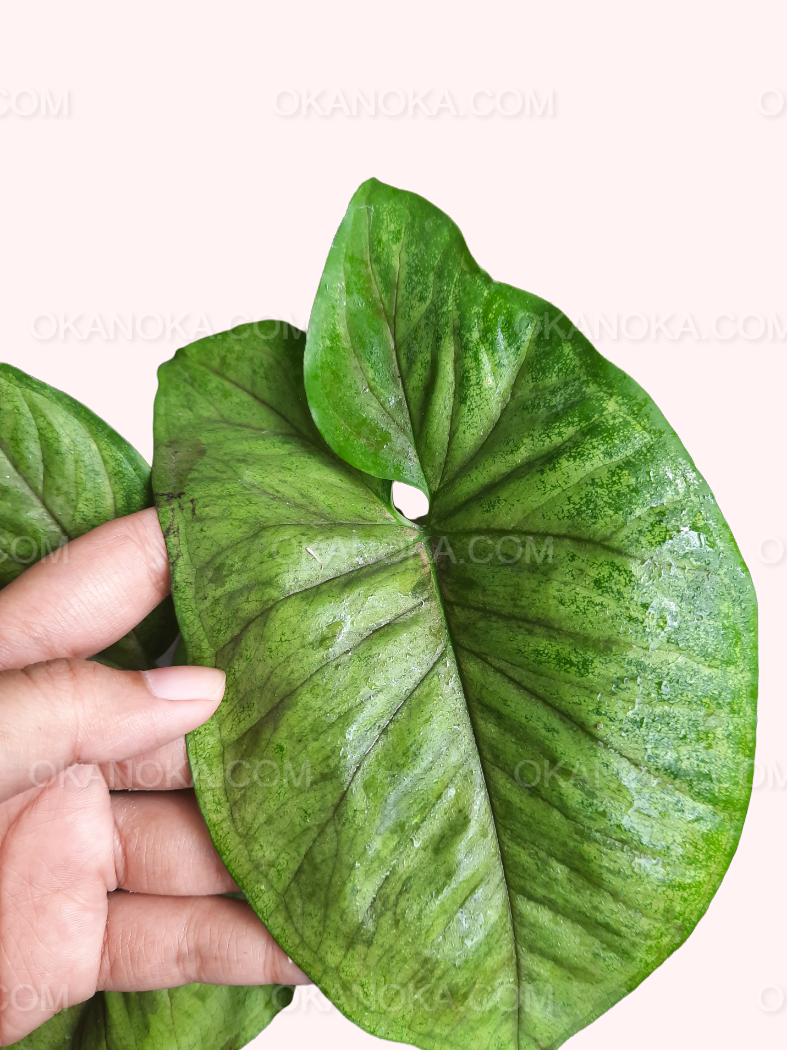 Hand holding Syngonium Matcha displaying the leaf texture and size.