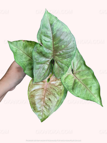 Hand holding Syngonium Matcha Sprinkle displaying full foliage and leaf pattern.