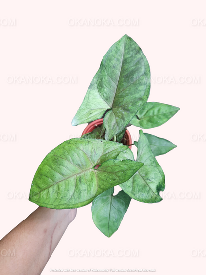Close-up of Syngonium Matcha Sprinkle leaves highlighting delicate matcha sprinkle variegation.