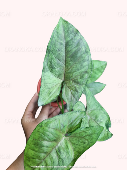 Side view of Syngonium Matcha Sprinkle in hand emphasizing leaf arrangement and growth.