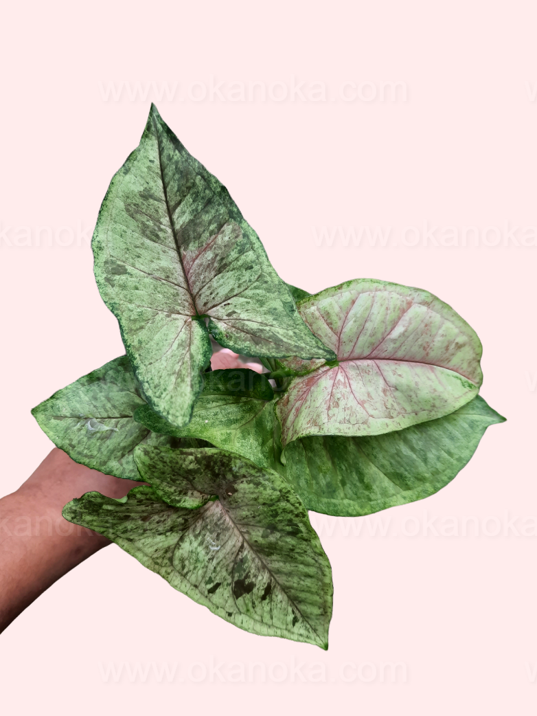 Top view of a Syngonium Matcha Sprinkle showing variegated green and creamy white leaves in hand.