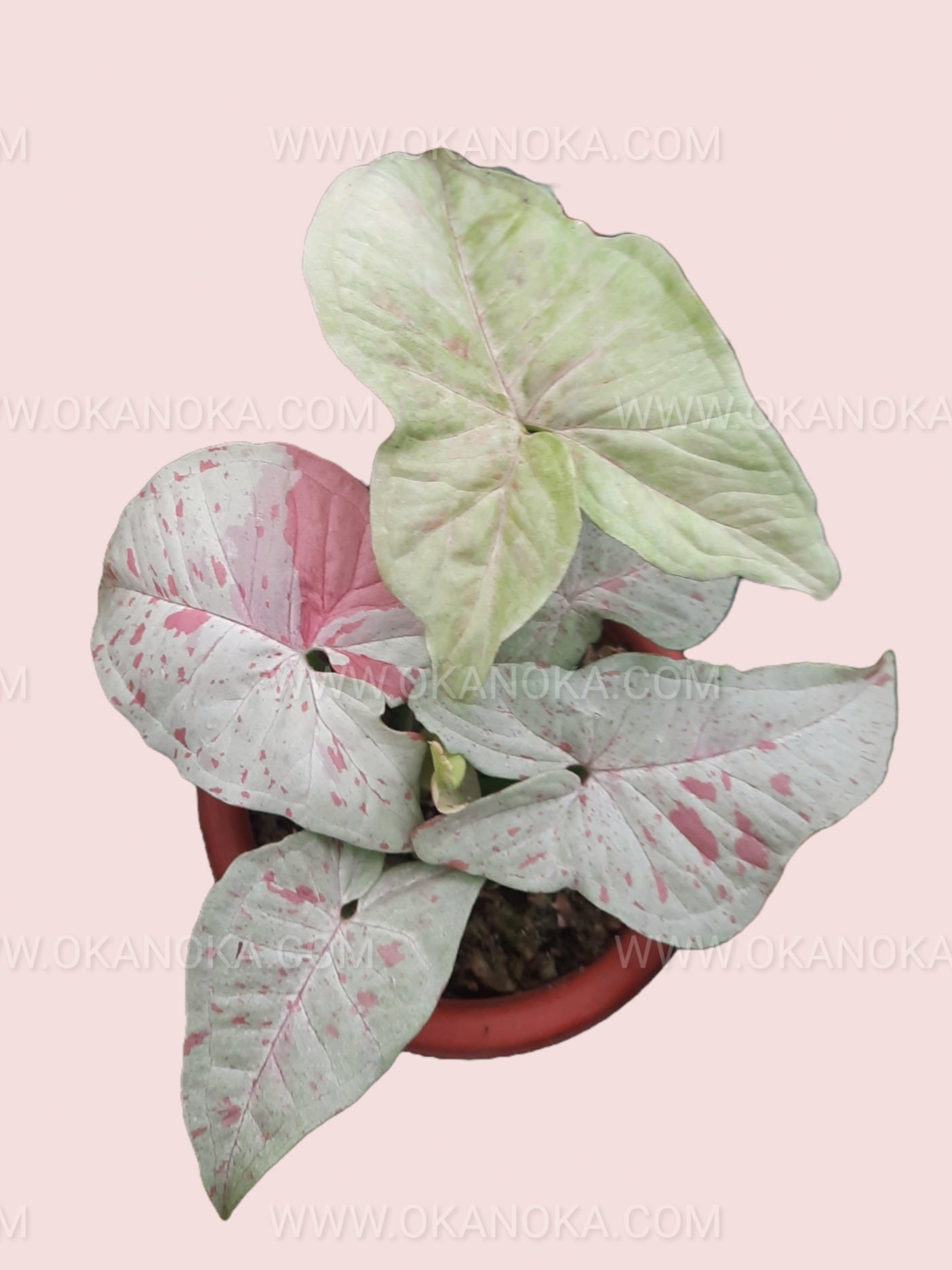 Top view of Syngonium Milk Confetti showing cream, pink, and green variegated leaves in a black pot.