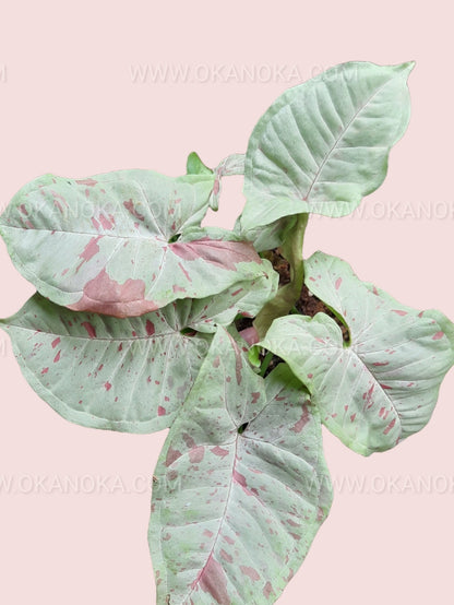 Close-up of the variegated leaves of Syngonium Milk Confetti, displaying unique confetti-like patterns.