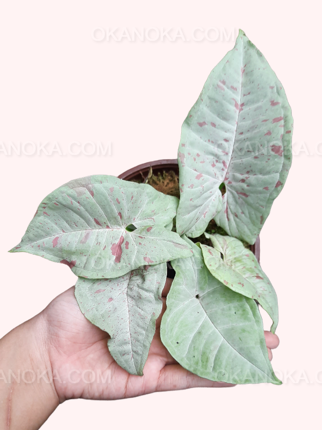 Hand holding Syngonium Milk Confetti, highlighting individual leaf variegation and lush foliage.