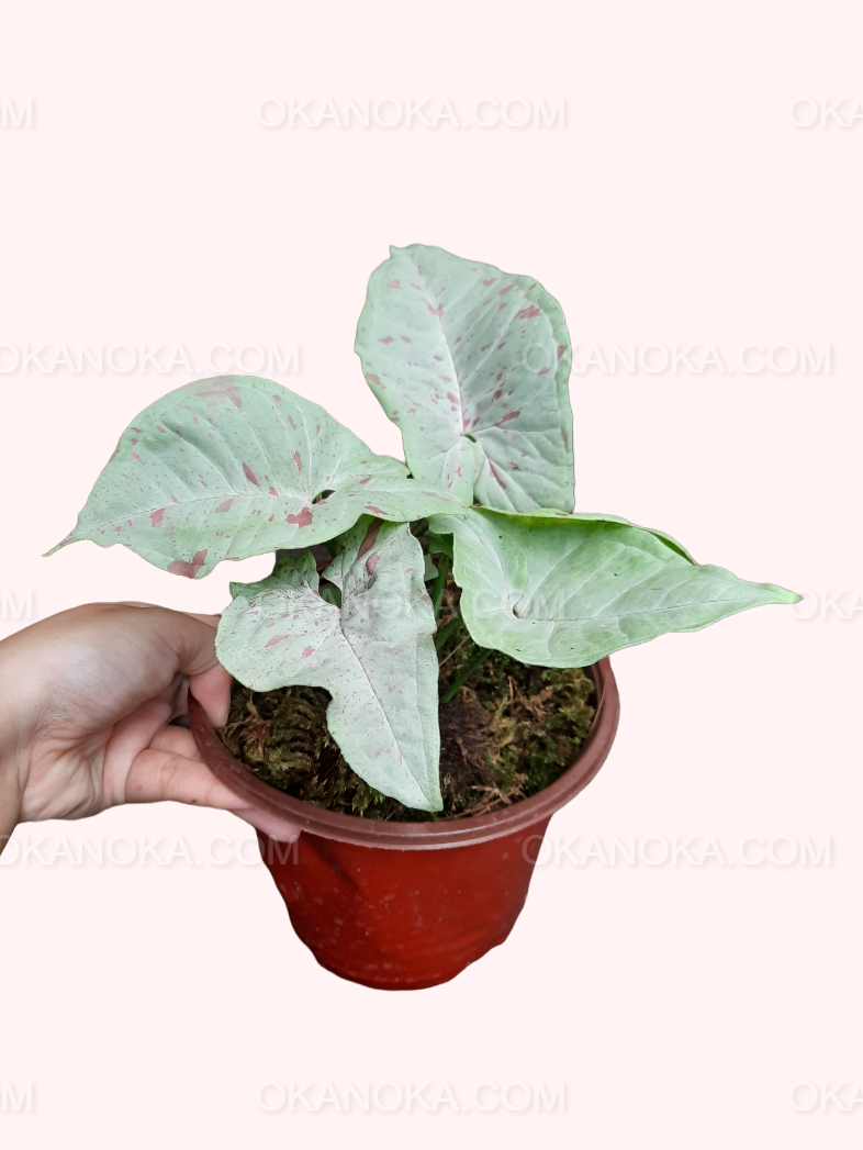 Hand holding the plant against a light pink background to show leaf texture and growth pattern.