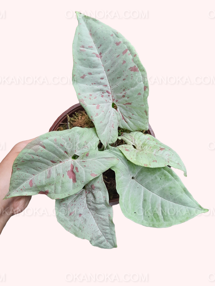 Syngonium Milk Confetti in a black pot among other tropical plants, highlighting its vibrant variegation.