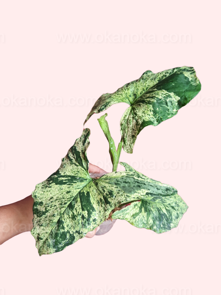 Top view of Syngonium Mojito Mottled plant showing marbled variegated leaves in a decorative pot.