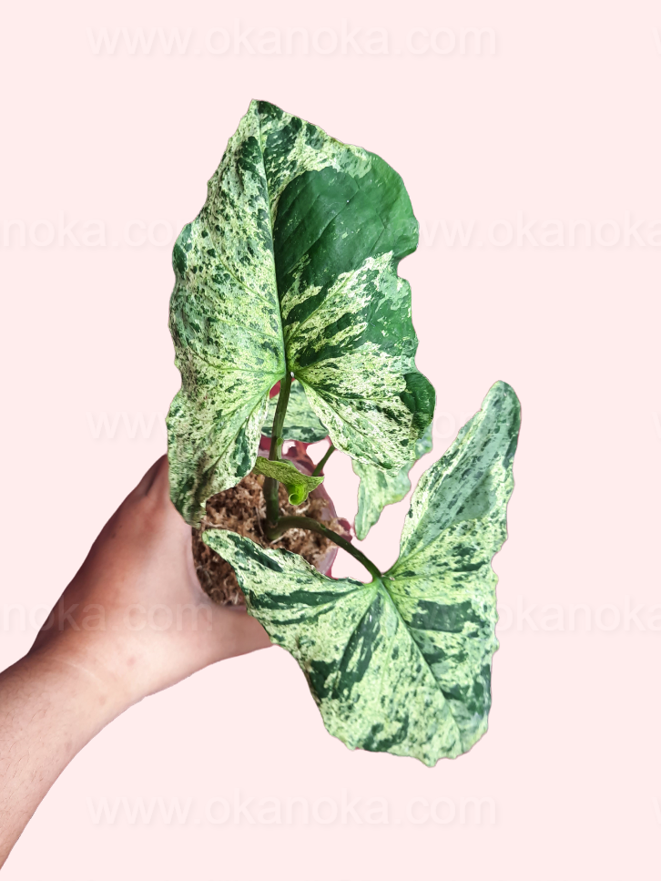 Close-up of Syngonium Mojito Mottled foliage highlighting creamy mottled pattern and green tones.
