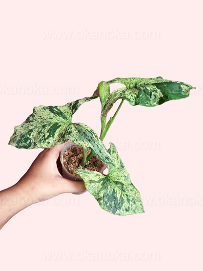 Hand holding Syngonium Mojito Mottled to showcase leaf size and intricate variegation.