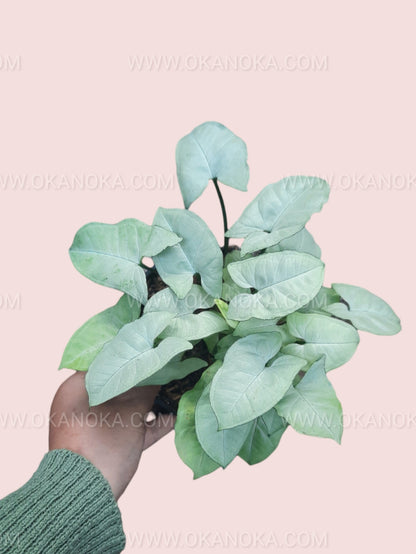 Top view of Syngonium Moonshine showing silvery-green arrow-shaped leaves in a small black pot.